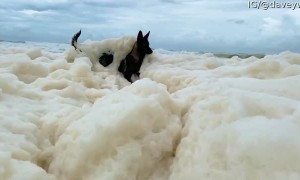 Doggo Loses Ball in Sea Foam