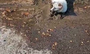 Dog Enjoys Playing in Mud Puddle
