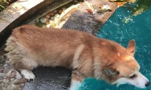 Corgi Gets High Centered Trying to Get Into Pool