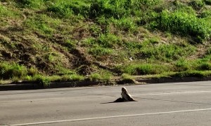 Hawk Almost Gets Away with Big Meal