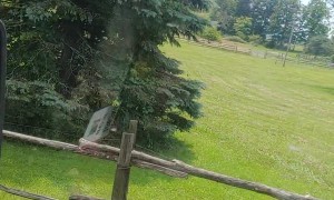 Bear Running on Road in New York