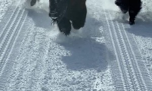 Bison Stampede Around Bus in Yellowstone