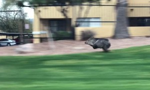 Musk Hog in a Hurry