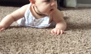 Boxer Teaches 6 month Old Baby How To Crawl