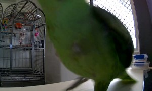 Parrot Clearly Doesn't Care for the Camera