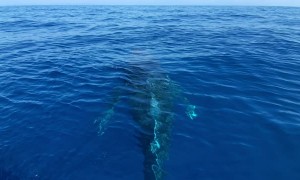 Humpback Whales Mugging Near Boat