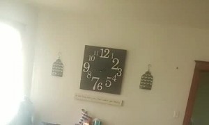 Doggo Falls Asleep While Standing Up