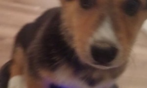 Corgi Doesn't Care for Cleaning