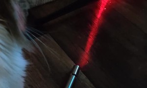 Kitty Finds out the Truth About Laser Pointers