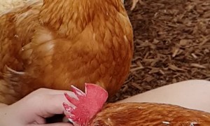 Fly Photobombs a Chicken Eating Ice Cream