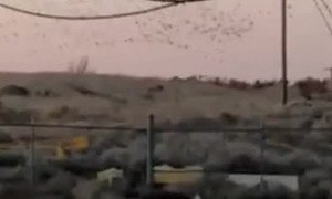 Bird Flock Causes Power Outage