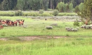 Adolescent Grizzly Hunts Elk Herd