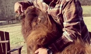 This Scottish cow is the cutest thing you'll see today