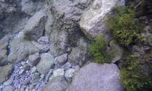 Crab Camouflages Itself With Algae
