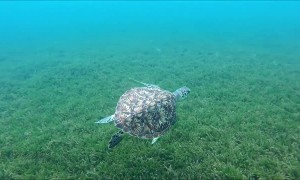 Beautiful Sea Turtle Swims Along the Sea Floor