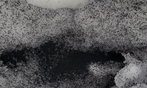 Discovering a Huge Horde of Snow Fleas