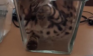 Contortionist Kitty Climbs into Vase