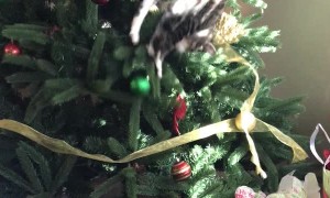 Curious Cat Has Trouble Descending Christmas Tree