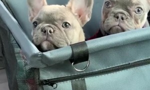 Cute frenchbulldogs have a good time together