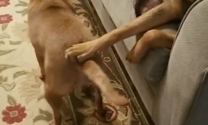 Doggo Getting a Heckin Good Scratch from Friend