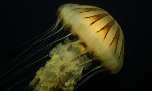 Impressive Compass Jellyfish Close-Up