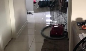 A Couple of Well-Trained Bunnies