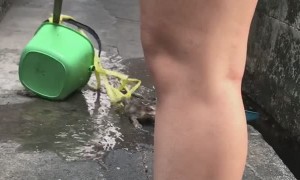 Stray Kitten Saved from Waters