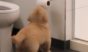 Puppy figures out how to play with the toilet paper roll