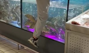 Man Dives Into Fish Tank After Engagement Ring