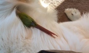 Green Cheeked-Parakeet Cuddles Great Pyrenees