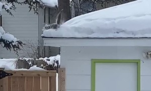 Bulldozer squirrel clears out all the snow from the gutters
