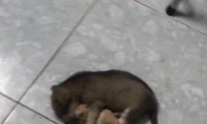 Sleepy Puppy Hugs Hamster Best Friend