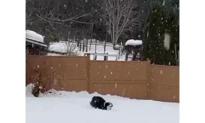 Dog leaping in the snow looks funnier when clip is reversed