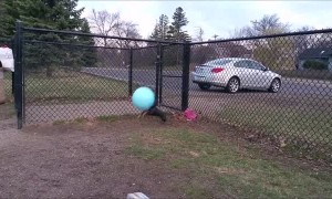 Doggo Jumps for Giant Ball