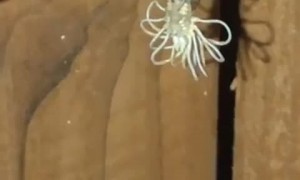 Large Daddy Long Leg Spider Molting