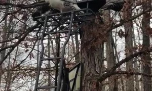Turkeys Celebrate the End of Hunting Season