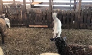 Happy Lambs Hops Around at Feeding Time