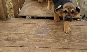 Parade of Bloodhound Puppies