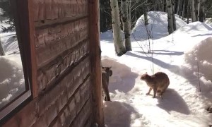 Kitten Stands Off against Bobcat