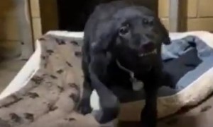 Puppy smiles at dog shelter visitors, hoping to find forever home