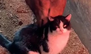 Kitty Loves Being Groomed by Horse Friend