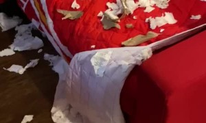 Puppy Refuses to Acknowledge He's the Perpetrator