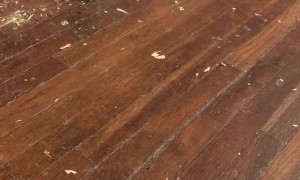 Cockatoo Makes an Incredible Mess