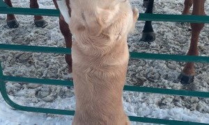 Golden Retriever Befriends Horses