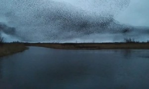 Starling Dance Captivates the Evening Sky