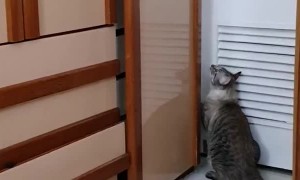 Clever Cat Can Open Doors
