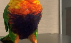Adorable Rainbow Lorikeet Having a Dance