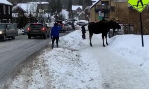 Moose Gives Girl Warning for Being Far Too Close
