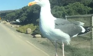 Seagull Decides to Hitchhike