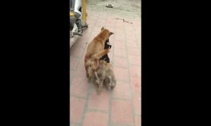This Momma is Very Protective Of Her Pup